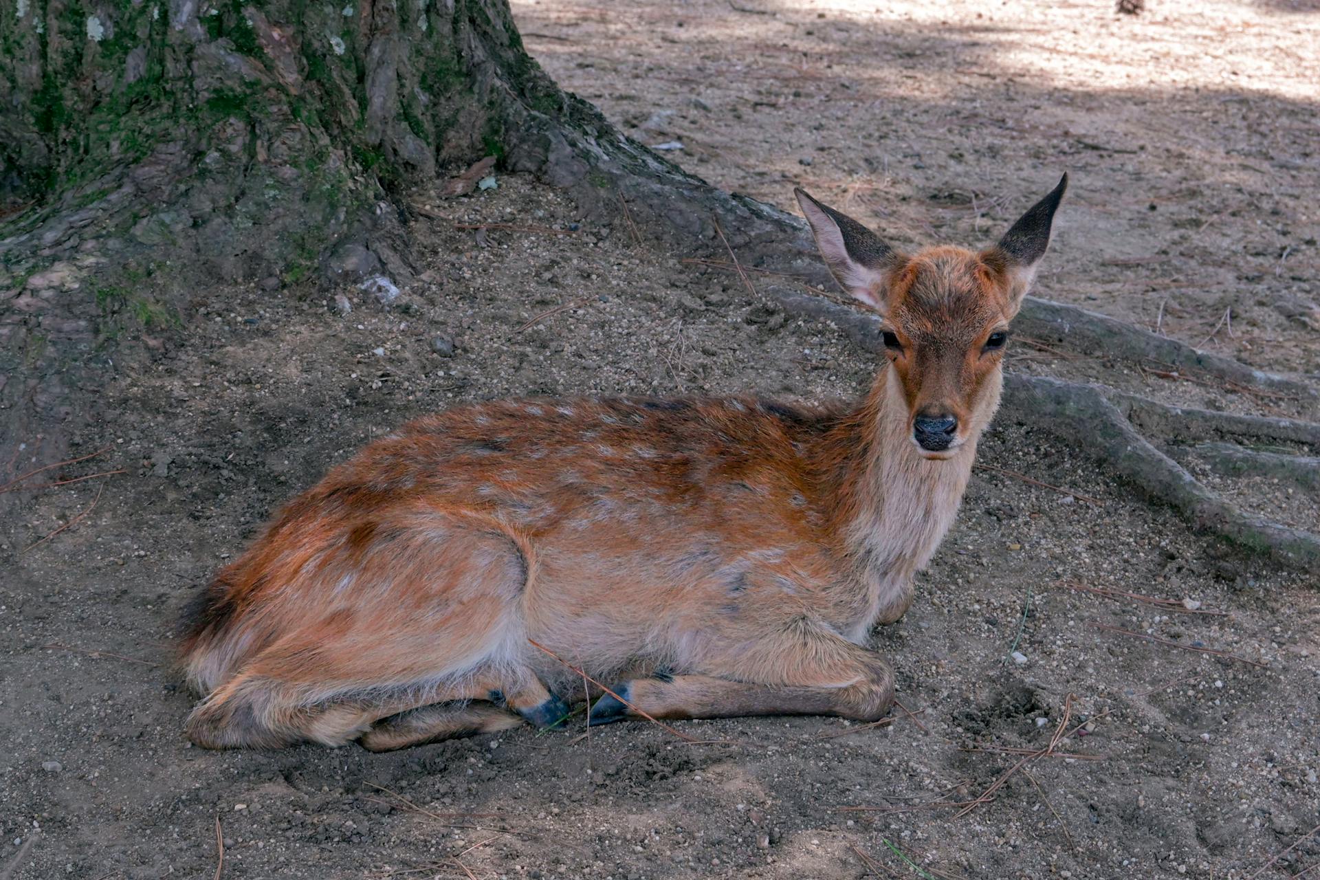 奈良公園の木陰の鹿
